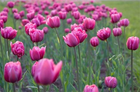 simsearch:400-04867397,k - Purple tulips on the flowerbed Fotografie stock - Microstock e Abbonamento, Codice: 400-05147588