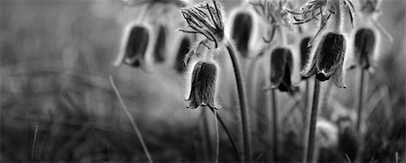 Black and white pulsatilla flower background. Foto de stock - Super Valor sin royalties y Suscripción, Código: 400-05147671