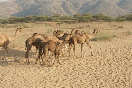 simsearch:851-02960506,k - Group of camels crossing sandy desert at the Pushkar Fair in Rajasthan, India Foto de stock - Super Valor sin royalties y Suscripción, Código: 400-05147837