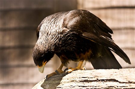 staring eagle - close up of a black eagle bending on perch Foto de stock - Super Valor sin royalties y Suscripción, Código: 400-05147869