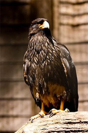 staring eagle - black eagle perched on a wooden branch Foto de stock - Super Valor sin royalties y Suscripción, Código: 400-05147870