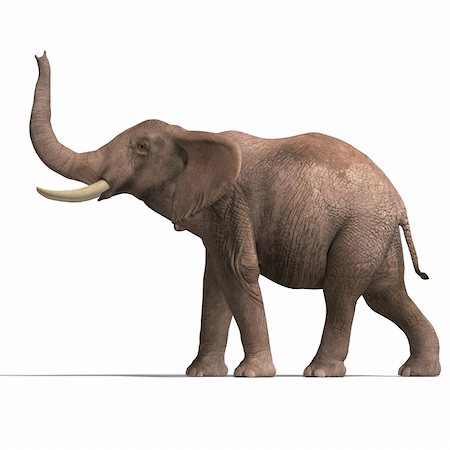 elephantidae - giant elephant. 3D render with clipping path and shadow over white Stock Photo - Budget Royalty-Free & Subscription, Code: 400-05147882