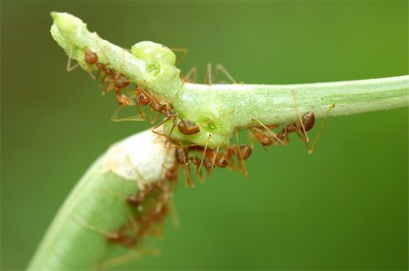 simsearch:400-03984889,k - Macro of ants on green bean with low depth of field Foto de stock - Super Valor sin royalties y Suscripción, Código: 400-05148126