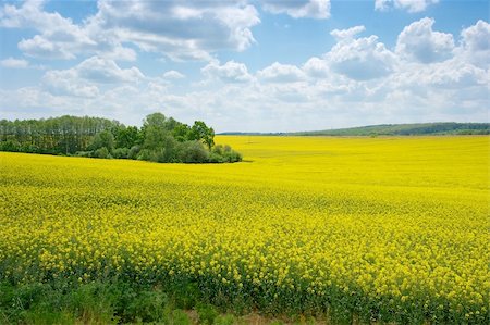 simsearch:400-04983141,k - Blooming yellow rape field Stock Photo - Budget Royalty-Free & Subscription, Code: 400-05148307
