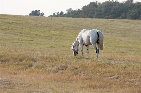 simsearch:400-04567010,k - Horse grazing on an open field Stock Photo - Budget Royalty-Free & Subscription, Code: 400-05148311