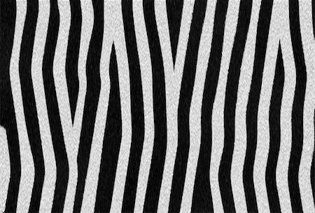 simsearch:400-08096561,k - Abstract raster zebra texture background Stock Photo - Budget Royalty-Free & Subscription, Code: 400-05148456
