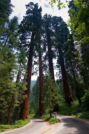 redwood national forest images - The largest trees in the world, Sequoia National Park, near Fresno California Stock Photo - Budget Royalty-Free & Subscription, Code: 400-05148474