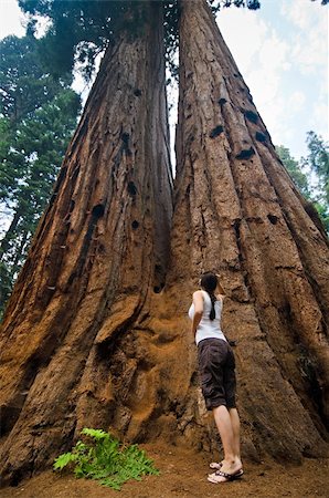 redwood national forest images - Woman in front of the largest trees in the world, Sequoia National Park, near Fresno California Stock Photo - Budget Royalty-Free & Subscription, Code: 400-05148475