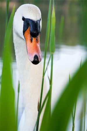 sedge grasses - White swan on a pond Stock Photo - Budget Royalty-Free & Subscription, Code: 400-05148578