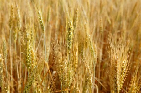 simsearch:400-06093195,k - Beautiful golden wheat cereal yellow field Fotografie stock - Microstock e Abbonamento, Codice: 400-05148604