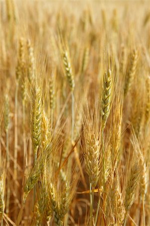 simsearch:400-06093195,k - Beautiful golden wheat cereal yellow field Fotografie stock - Microstock e Abbonamento, Codice: 400-05148605