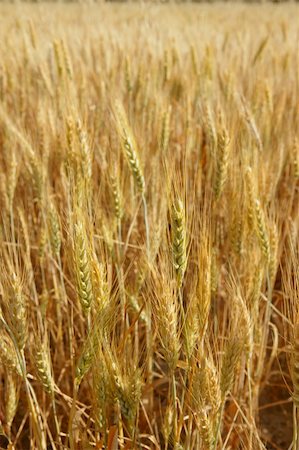 simsearch:400-06093195,k - Beautiful golden wheat cereal yellow field Fotografie stock - Microstock e Abbonamento, Codice: 400-05148606