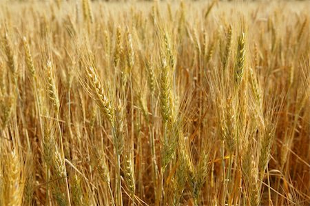 simsearch:400-06093195,k - Beautiful golden wheat cereal yellow field Fotografie stock - Microstock e Abbonamento, Codice: 400-05148607