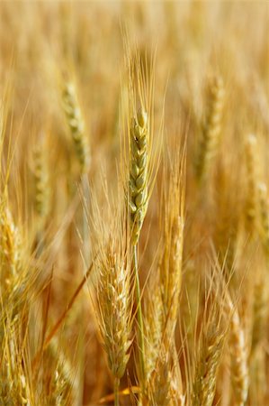 simsearch:400-06093195,k - Beautiful golden wheat cereal yellow field Fotografie stock - Microstock e Abbonamento, Codice: 400-05148608