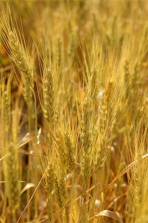 simsearch:400-05714689,k - Beautiful golden wheat cereal yellow field Foto de stock - Royalty-Free Super Valor e Assinatura, Número: 400-05148609