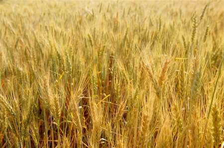 simsearch:400-05355620,k - Beautiful golden wheat cereal yellow field Fotografie stock - Microstock e Abbonamento, Codice: 400-05148610