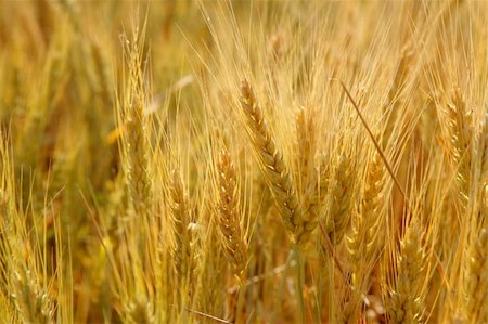 simsearch:400-06093195,k - Beautiful golden wheat cereal yellow field Fotografie stock - Microstock e Abbonamento, Codice: 400-05148611