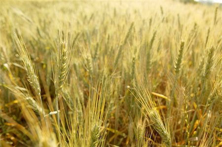 simsearch:400-05355620,k - Beautiful golden wheat cereal yellow field Fotografie stock - Microstock e Abbonamento, Codice: 400-05148612