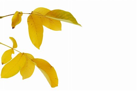 simsearch:400-07116597,k - Yellow autumn walnut leaves over white background Stock Photo - Budget Royalty-Free & Subscription, Code: 400-05148919