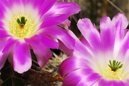 Pair of beautiful bright echinocereus cacti flowers Stock Photo - Budget Royalty-Free & Subscription, Code: 400-05148926