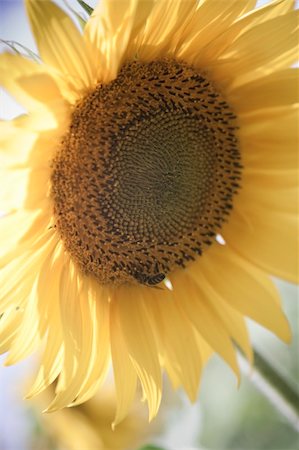 simsearch:400-04742969,k - sunflower / soft toning / pleasant pastel colors / summer Stockbilder - Microstock & Abonnement, Bildnummer: 400-05149094