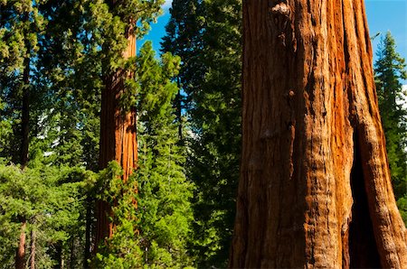 Redwood Trees in Sequoia National Forest, CA Photographie de stock - Aubaine LD & Abonnement, Code: 400-05149458