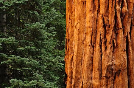 strength concept scenic - close up of redwood tree in forest with green trees in background Stock Photo - Budget Royalty-Free & Subscription, Code: 400-05149453