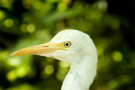 simsearch:400-05888279,k - Close up on egret head. Stockbilder - Microstock & Abonnement, Bildnummer: 400-05149499