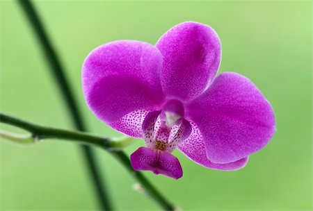 simsearch:400-04790791,k - close up image of classic orchid flower Stockbilder - Microstock & Abonnement, Bildnummer: 400-05149855