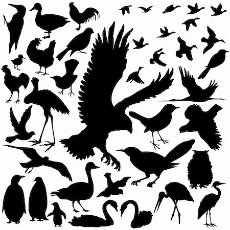 39 pieces of detailed vectoral bird silhouettes. Photographie de stock - Aubaine LD & Abonnement, Code: 400-05149936