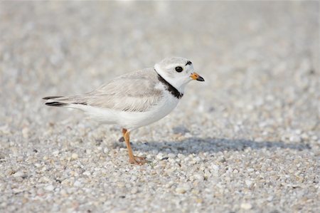 pluvier - Endangered Piping Plover (Charadrius melodus) on a beach Photographie de stock - Aubaine LD & Abonnement, Code: 400-05140034