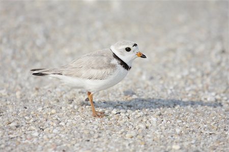 simsearch:400-06525596,k - Endangered Piping Plover (Charadrius melodus) on a beach Photographie de stock - Aubaine LD & Abonnement, Code: 400-05140034