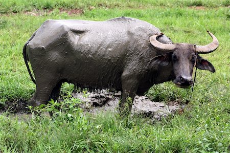 Carabao is a domesticated subspecies of the water buffalo (Bubalus bubalis) found in the Philippines, Guam, and various parts of Southeast Asia. Stock Photo - Budget Royalty-Free & Subscription, Code: 400-05140335