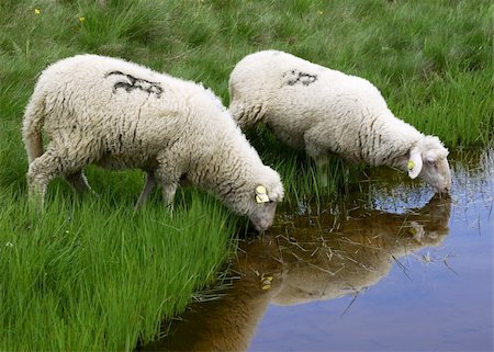 Moutons sur le Mont Bistra de Macédoine Photographie de stock - Aubaine LD & Abonnement, Code: 400-05140862