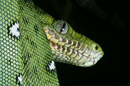 a close-up portrait of an emerald boa in the Bolivian rainforest Stock Photo - Budget Royalty-Free & Subscription, Code: 400-05140874
