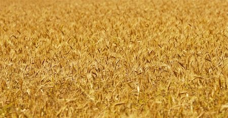 simsearch:400-05355620,k - image of golden wheat field, natural background Fotografie stock - Microstock e Abbonamento, Codice: 400-05140905