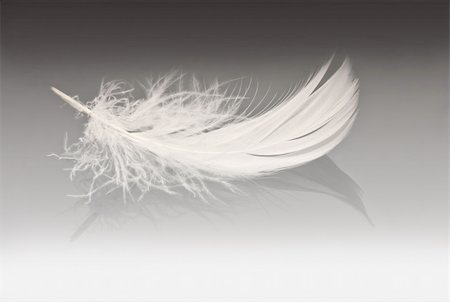 simsearch:400-05384812,k - close up of a white feather on grey background Foto de stock - Royalty-Free Super Valor e Assinatura, Número: 400-05140966