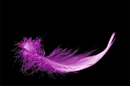 simsearch:400-05384812,k - bright pink feather on a black background Foto de stock - Royalty-Free Super Valor e Assinatura, Número: 400-05140970