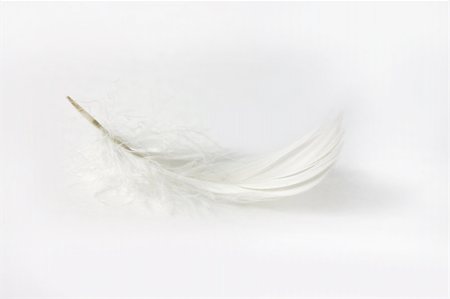 simsearch:400-05384812,k - delicate white feather on white background with shadow Foto de stock - Royalty-Free Super Valor e Assinatura, Número: 400-05140971