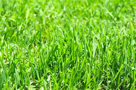Green grass close-up. Can be used as background Stock Photo - Budget Royalty-Free & Subscription, Code: 400-05141014
