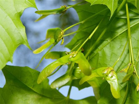 Ash tree seeds with wings under leaves Stock Photo - Budget Royalty-Free & Subscription, Code: 400-05141019