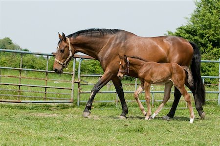 puledrino - Mother horse and her foal in the field Fotografie stock - Microstock e Abbonamento, Codice: 400-05141366