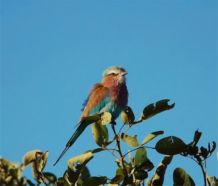 Lilacbreasted Roller (Coracias caudata) in Africa Stock Photo - Budget Royalty-Free & Subscription, Code: 400-05141368