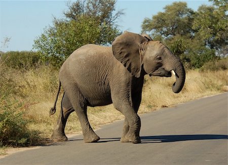 An African Elephant (Loxodonta africana) in the Kruger Park, South Africa. Fotografie stock - Microstock e Abbonamento, Codice: 400-05141371