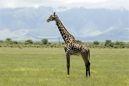 simsearch:400-04111907,k - Giraffe in the Lake Manyara National Park - Best of Tanzania Fotografie stock - Microstock e Abbonamento, Codice: 400-05141416