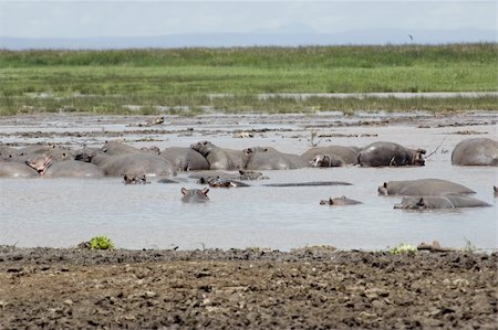 Hippo sleep in the pool in the Lake Manyara National Park - Best of Tanzania Stock Photo - Budget Royalty-Free & Subscription, Code: 400-05141418