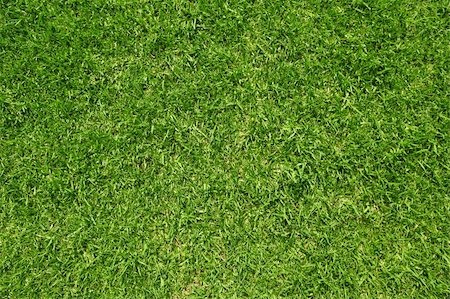 Green grass close-up. Can be used as background Stock Photo - Budget Royalty-Free & Subscription, Code: 400-05141436