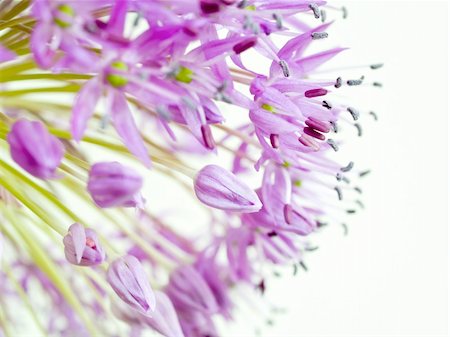 A macro shot of giant onion (Allium giganteum) Stock Photo - Budget Royalty-Free & Subscription, Code: 400-05141454