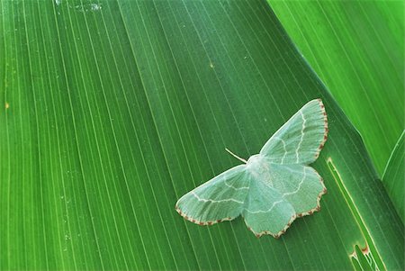 Green moth (Geometridae) on a green leaf Stock Photo - Budget Royalty-Free & Subscription, Code: 400-05141503