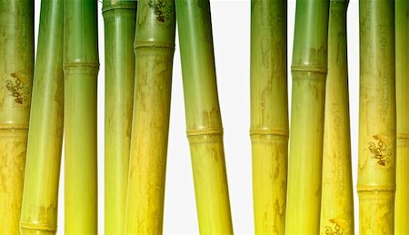 fine image of different bamboo, nature background Stock Photo - Budget Royalty-Free & Subscription, Code: 400-05141660